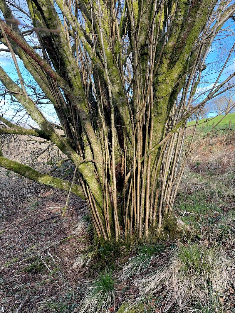 Corylus avellana - © Charles Hipkin