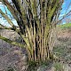 Corylus avellana