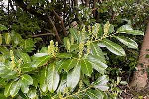 Cherry Laurel: Prunus laurocerasus