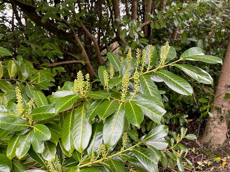 Prunus laurocerasus - © Charles Hipkin