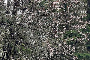 Cherry Plum: Prunus cerasifera