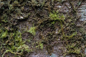 Cololejeunea microscopica Long-leaved Pouncewort