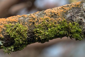 Minute Pouncewort: Cololejeunea minutissima