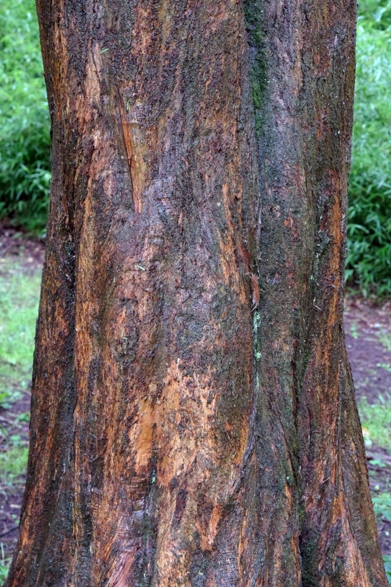 Metasequoia glyptostroboides - © Charles Hipkin