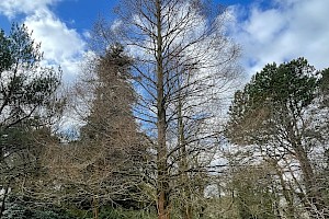 Dawn Redwood: Metasequoia glyptostroboides