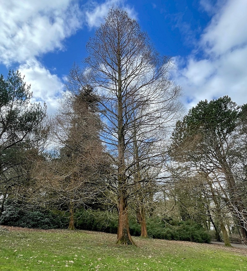 Metasequoia glyptostroboides - © Charles Hipkin