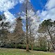 Metasequoia glyptostroboides