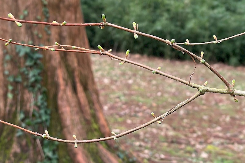 Metasequoia glyptostroboides - © Charles Hipkin