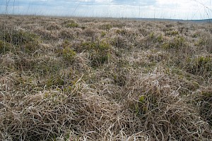 Purple Moor-grass: Molinia caerulea