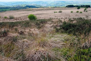 Purple Moor-grass: Molinia caerulea