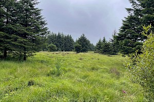 Purple Moor-grass: Molinia caerulea