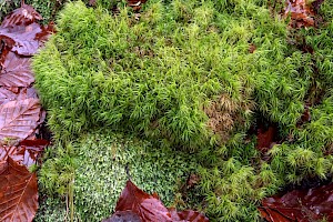 Greater Fork-moss: Dicranum majus