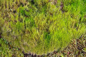 Broom Fork-moss: Dicranum scoparium