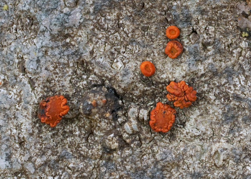 Caloplaca crenularia - © Barry Stewart