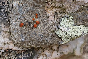 : Caloplaca crenularia