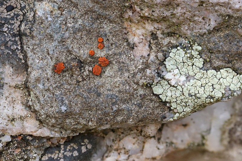 Caloplaca crenularia - © Barry Stewart