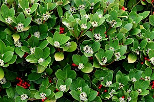 Skimmia: Skimmia japonica