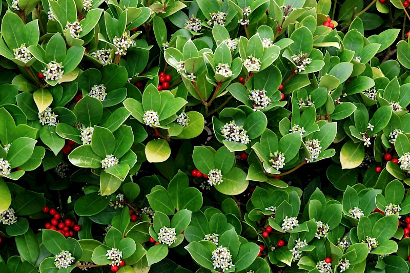 Skimmia japonica - © Charles Hipkin