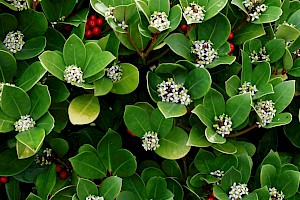 Skimmia: Skimmia japonica