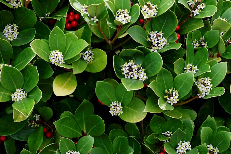 Skimmia japonica - © Charles Hipkin