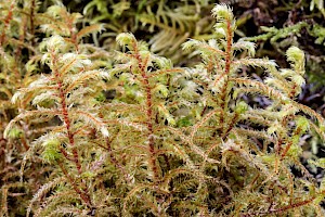 Big Shaggy-moss: Hylocomiadelphus triquetrus