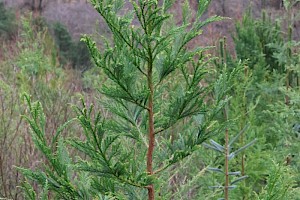 Japanese Red-cedar: Cryptomeria japonica