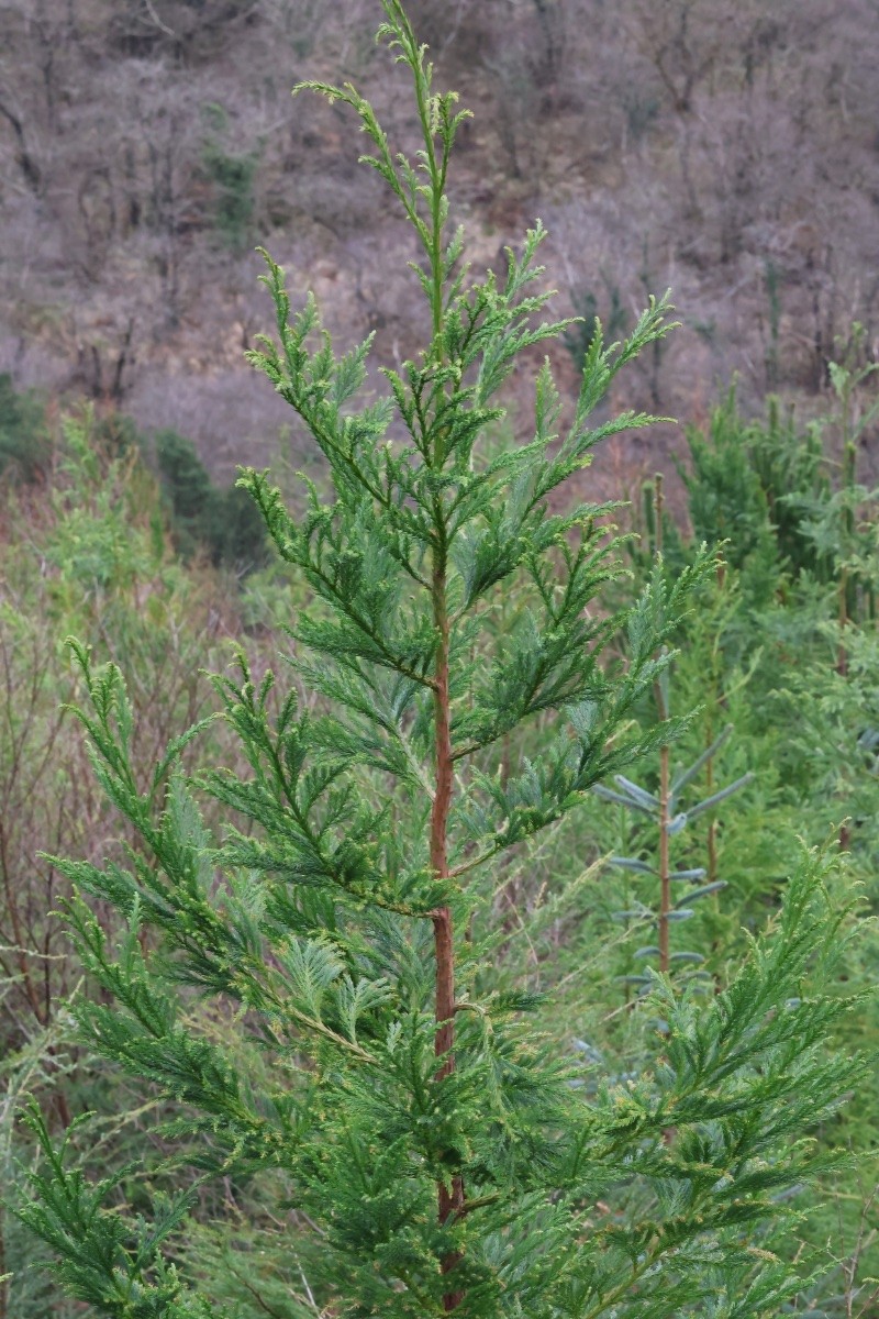 Cryptomeria japonica - © Charles Hipkin