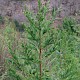 Cryptomeria japonica