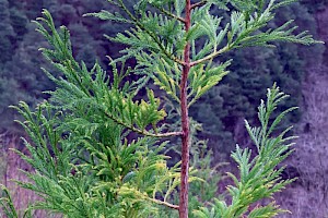 Japanese Red-cedar: Cryptomeria japonica