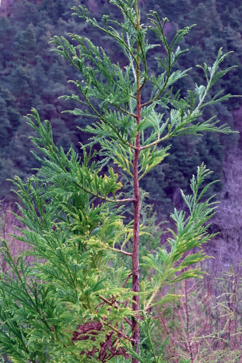 Cryptomeria japonica - © Charles Hipkin