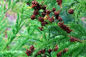 Japanese Red-cedar: Cryptomeria japonica