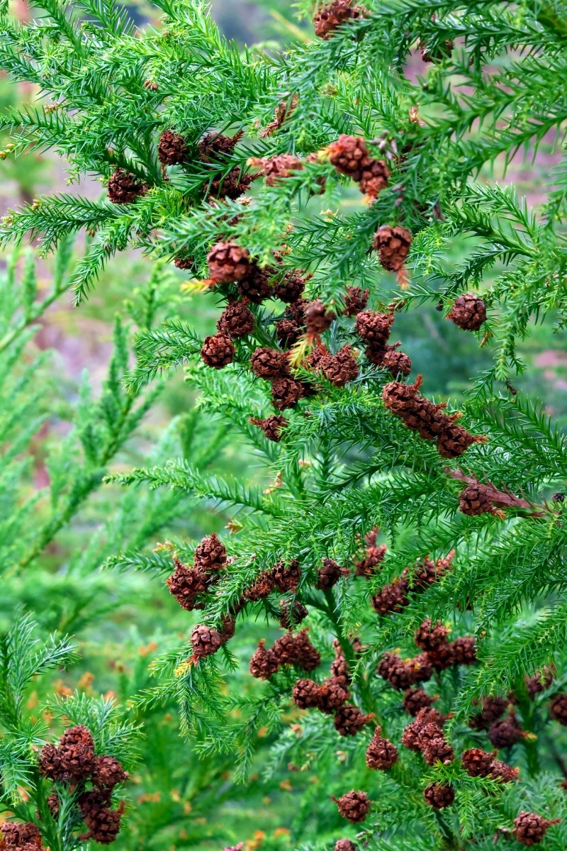 Cryptomeria japonica - © Charles Hipkin