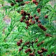 Cryptomeria japonica