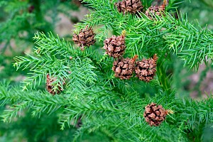 Japanese Red-cedar: Cryptomeria japonica