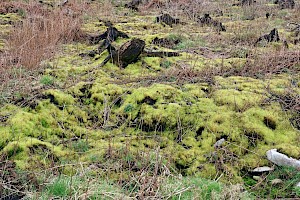 Common Cord-moss: Funaria hygrometrica