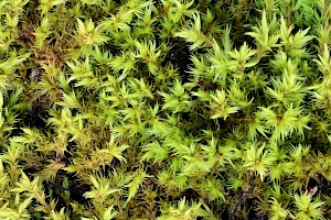 Racomitrium fasciculare Green Mountain Fringe-moss