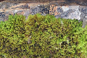 Green Mountain Fringe-moss: Racomitrium fasciculare