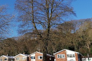 Red Alder: Alnus rubra