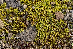 Encalypta streptocarpa Spiral Extinguisher-moss