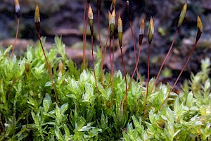 Tetraphidaceae