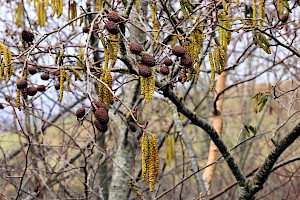 Grey Alder: Alnus incana