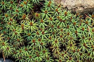 Juniper Haircap: Polytrichum juniperinum