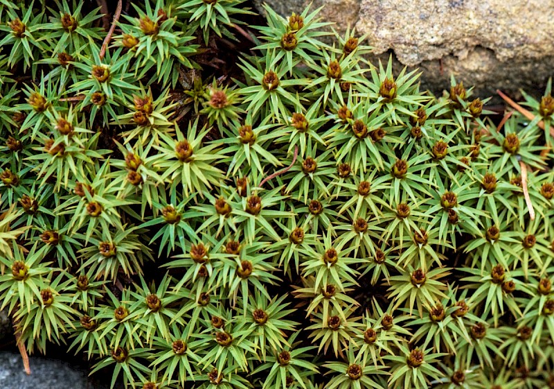 Polytrichum juniperinum - © Charles Hipkin