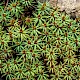 Polytrichum juniperinum