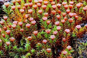 Juniper Haircap: Polytrichum juniperinum