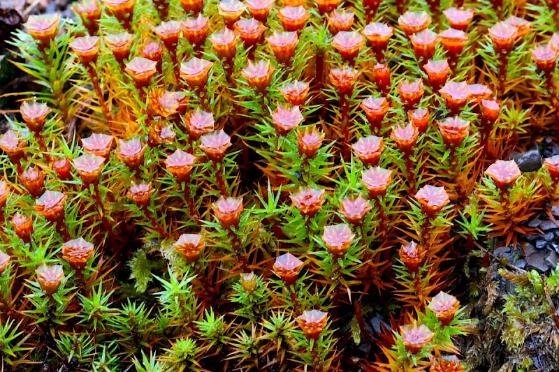 Polytrichum juniperinum - © Charles Hipkin