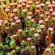 Polytrichum juniperinum