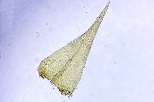 Golden Feather-moss: Campylium chrysophyllum