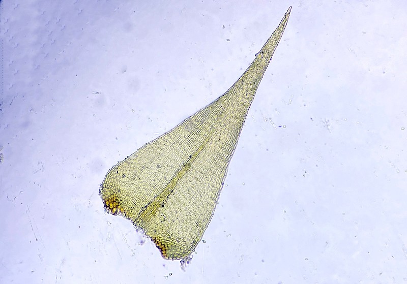 Campylium chrysophyllum - © Charles Hipkin