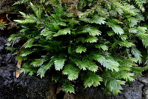 Common Pocket-moss: Fissidens taxifolius